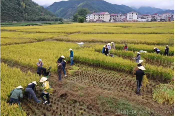 种出一片好水|“环保科技+人工智能”水稻丰收啦！